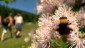 Weiter geht es Richtung -Steirischer Jokl- und -Hochlantsch-, vorbei an herrliche Wiesenrauten und einer fleiigen Hummel.