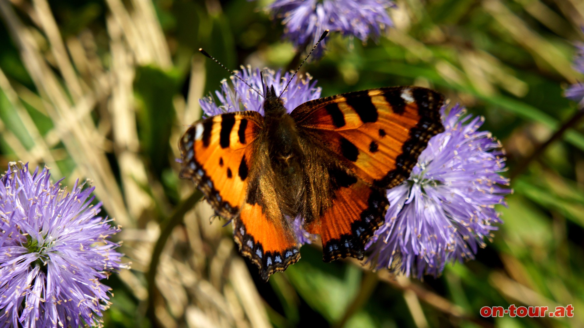 Ein leuchtend bunter Kleiner Fuchs im sanften violett der Kugelblumen.