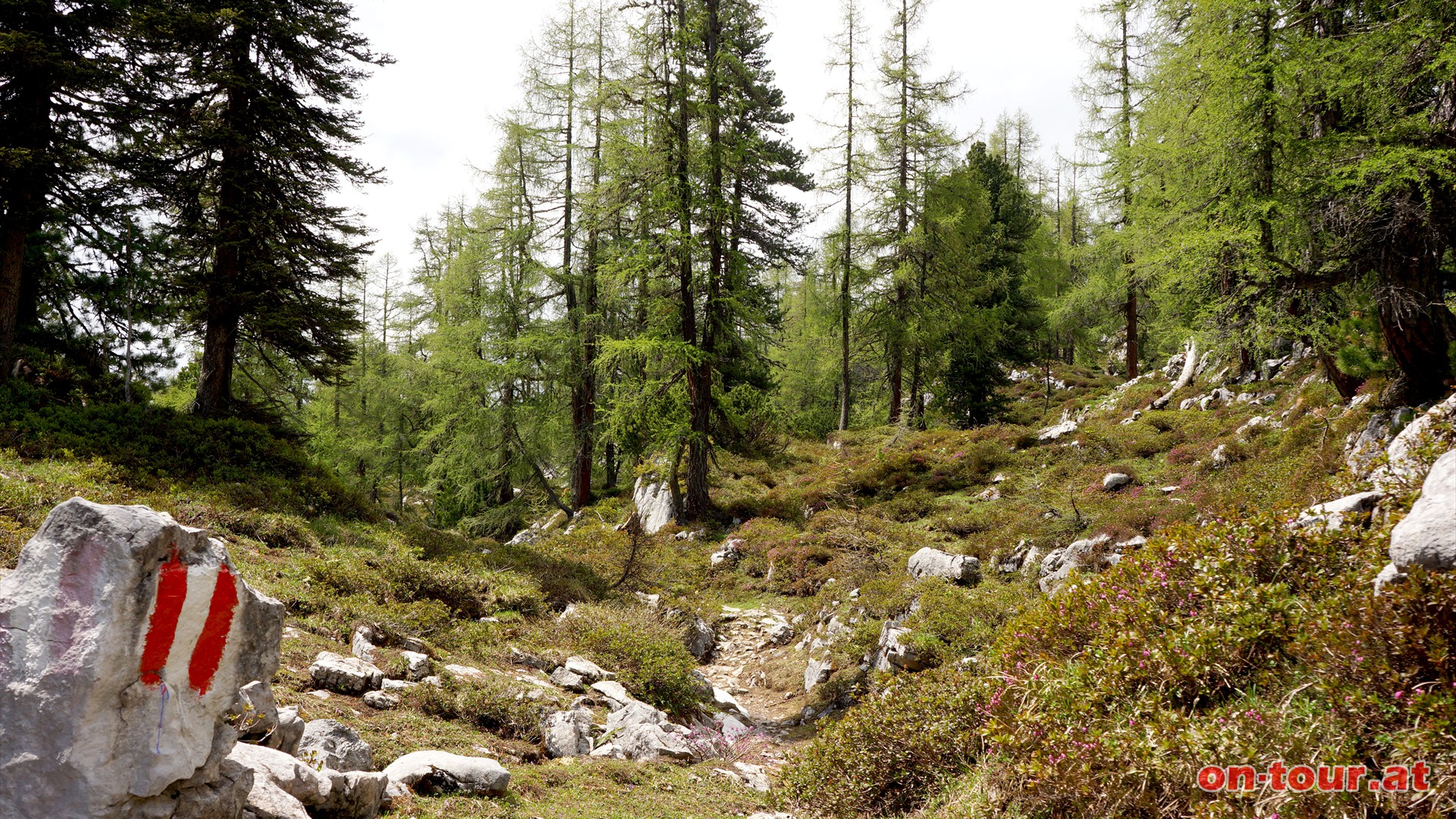 Richtung Mlbinghtte (sdwesten) weiter. Wunderschne Lrchenweiden prgen in der Folge das Landschaftsbild.