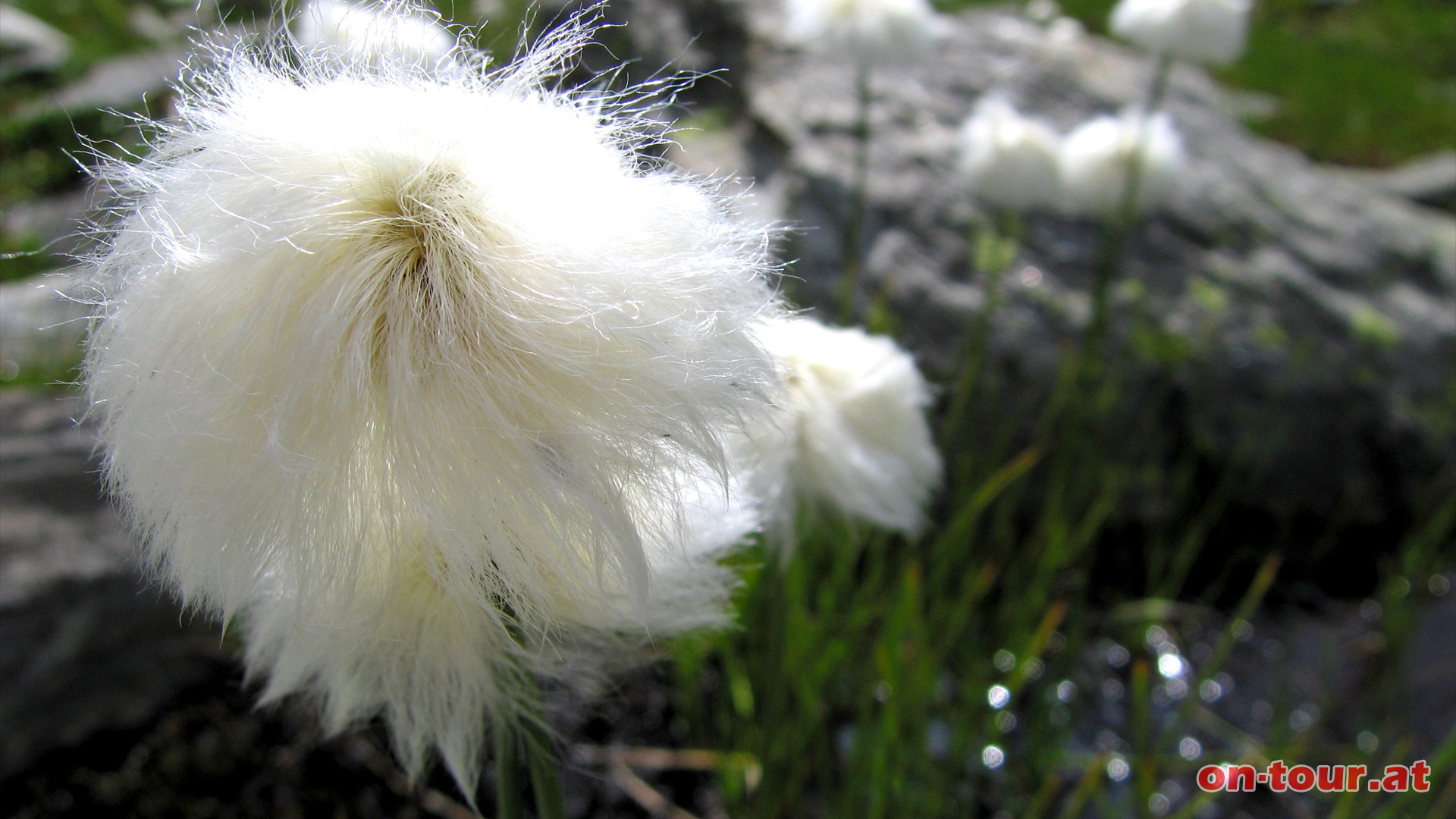 Das Wollgras im Alpenmoor.