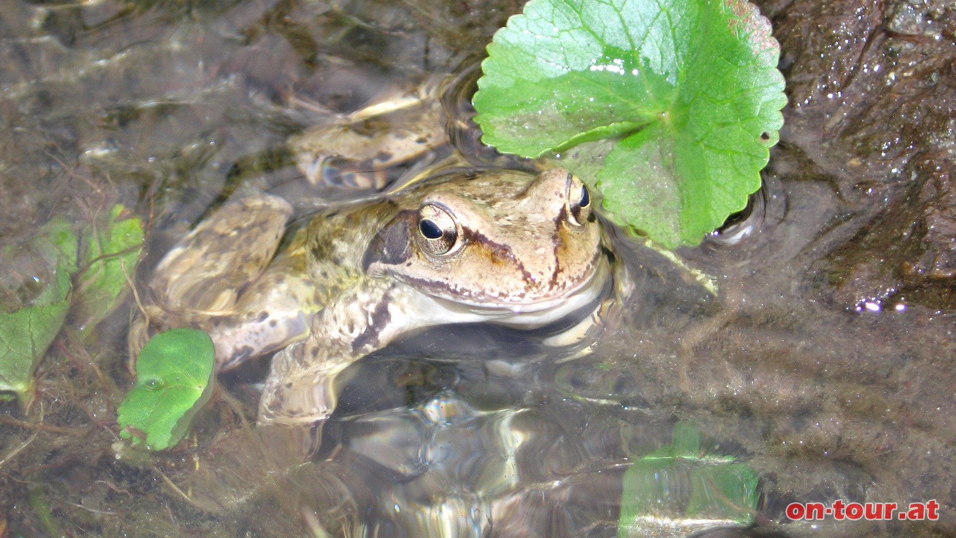 Durchs Debanttal wieder zurck. Im Quellmoor treffen wir zum Abschluss noch einen reizenden Frosch.