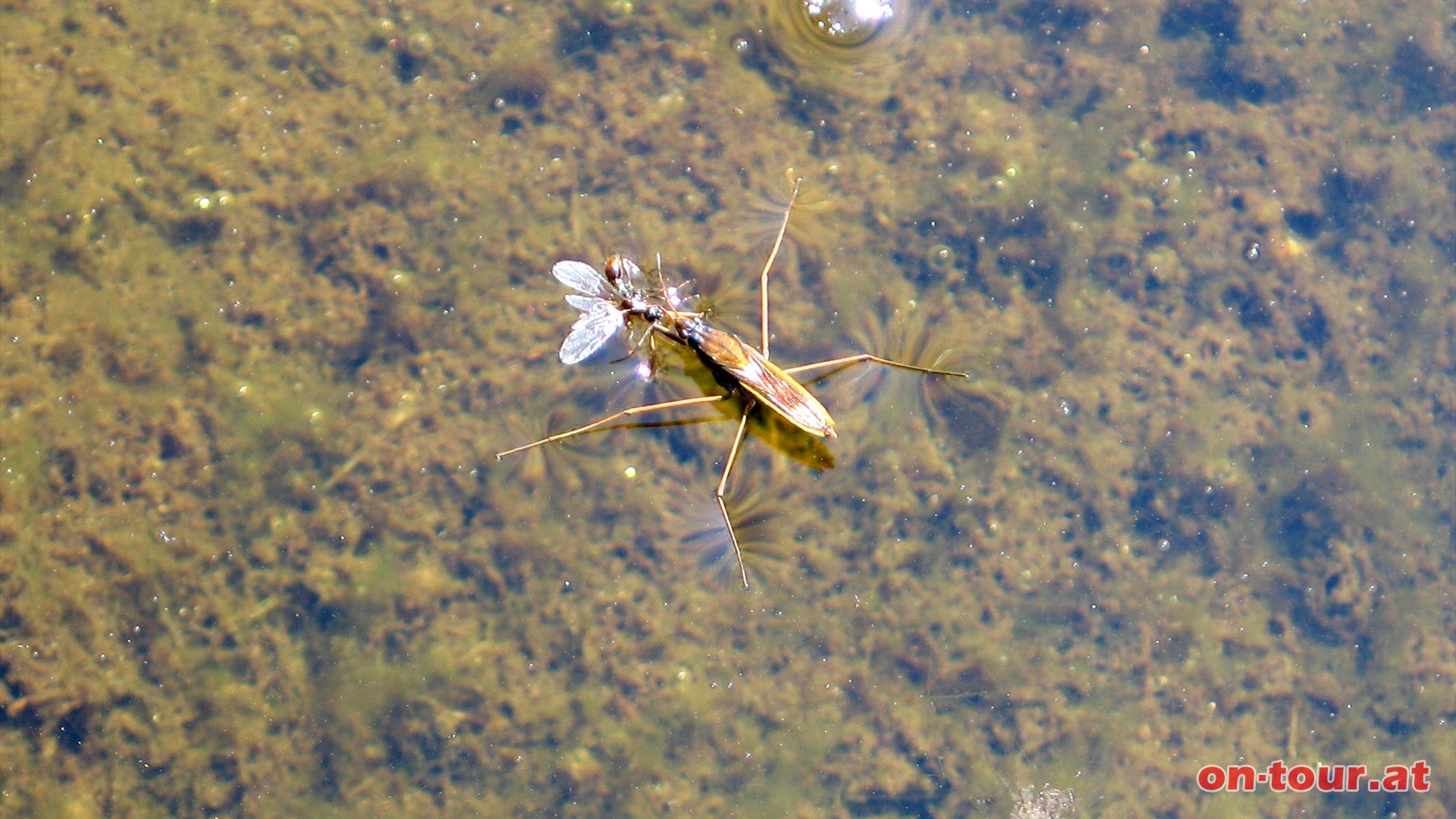 Wasserlufer im Quellmoor.