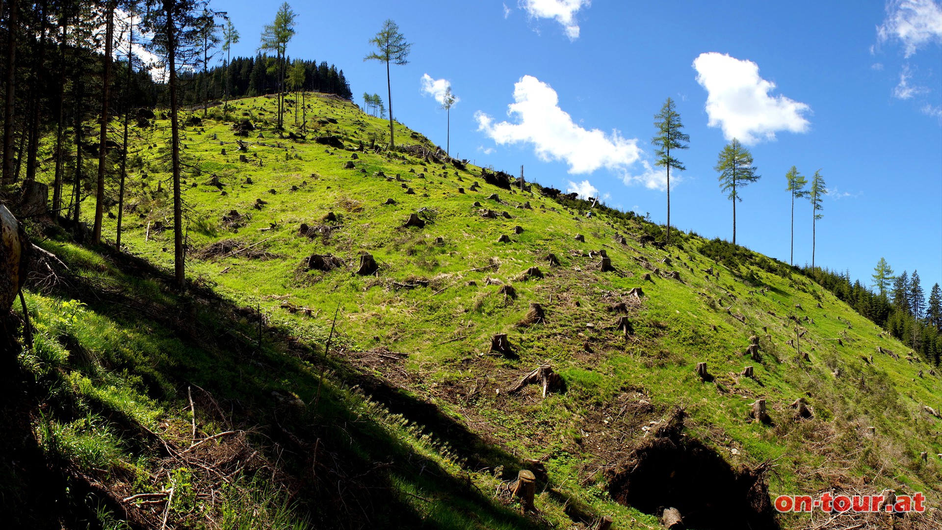 Der markierte Weg fhrt ber die freie Aufforstungsflche bergauf, also nicht zu weit am Mderingbach weiter wandern.