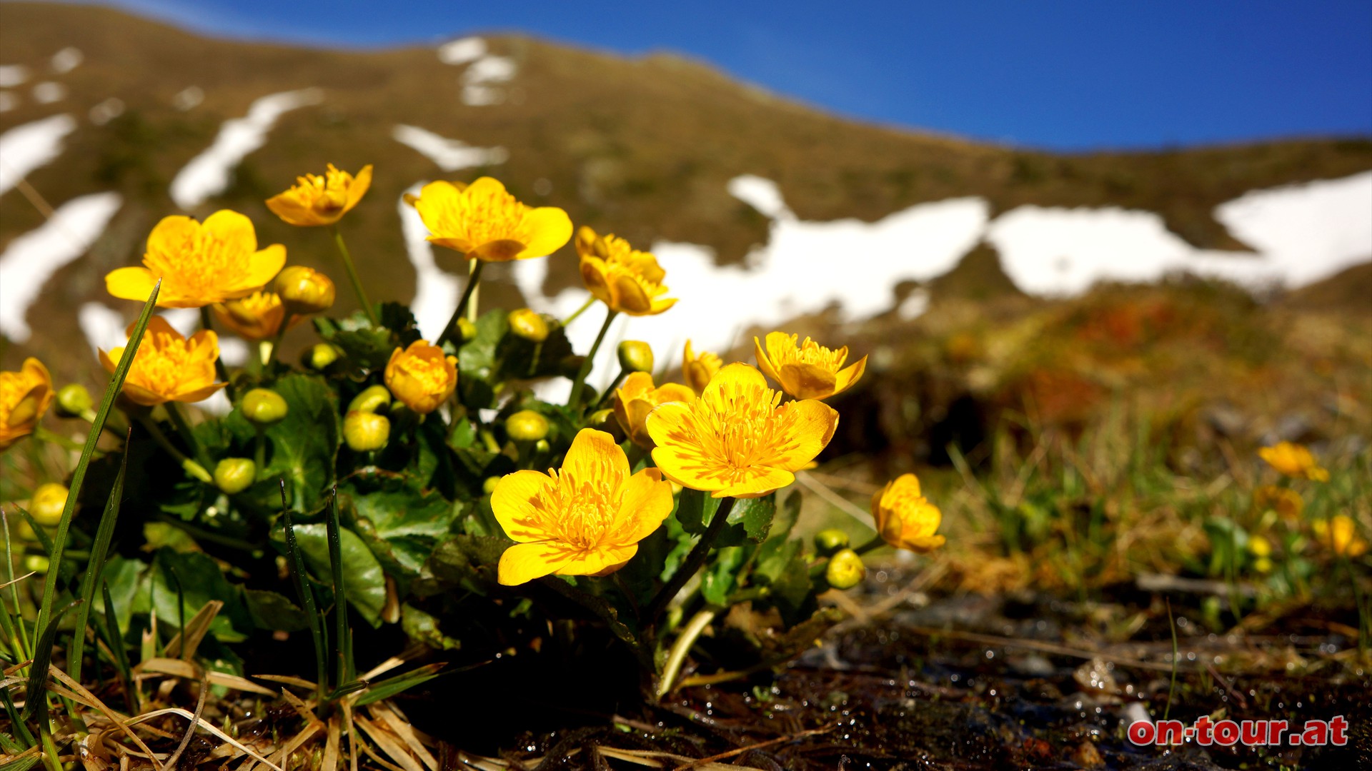 In den feuchten Weiden fhlt sich die Sumpfdotterblume besonders wohl.