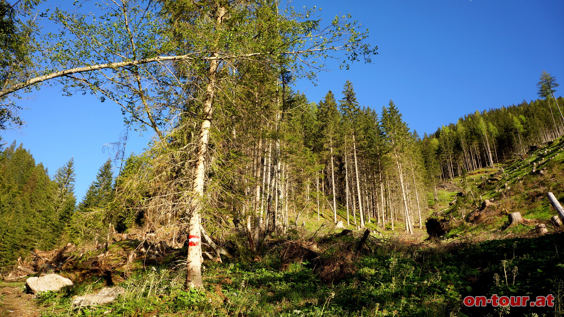 Rechts ffnet sich bald eine groflchige steile Aufforstungsflche ber die der Weg verluft. Auf den, nach rechts abzweigenden Weg achten.