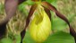 Unmittelbar neben dem Weg wächst ein besonders schönes Exemplar des Frauenschuhs, der mit seiner pantoffelförmigen Lippe sehr auffällig und markant ist. Die Orchidee ist sehr selten und daher auch entsprechend geschützt.
