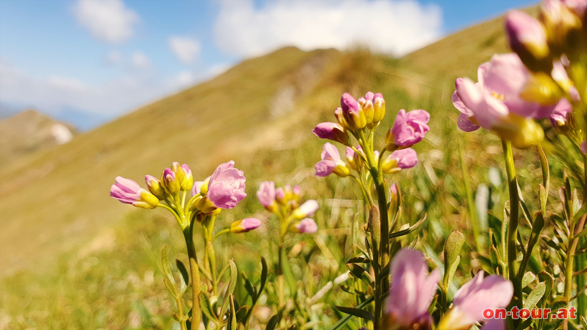 Alpen-Grasnelken zwischen Aarfeldspitz und Narrenspitze.