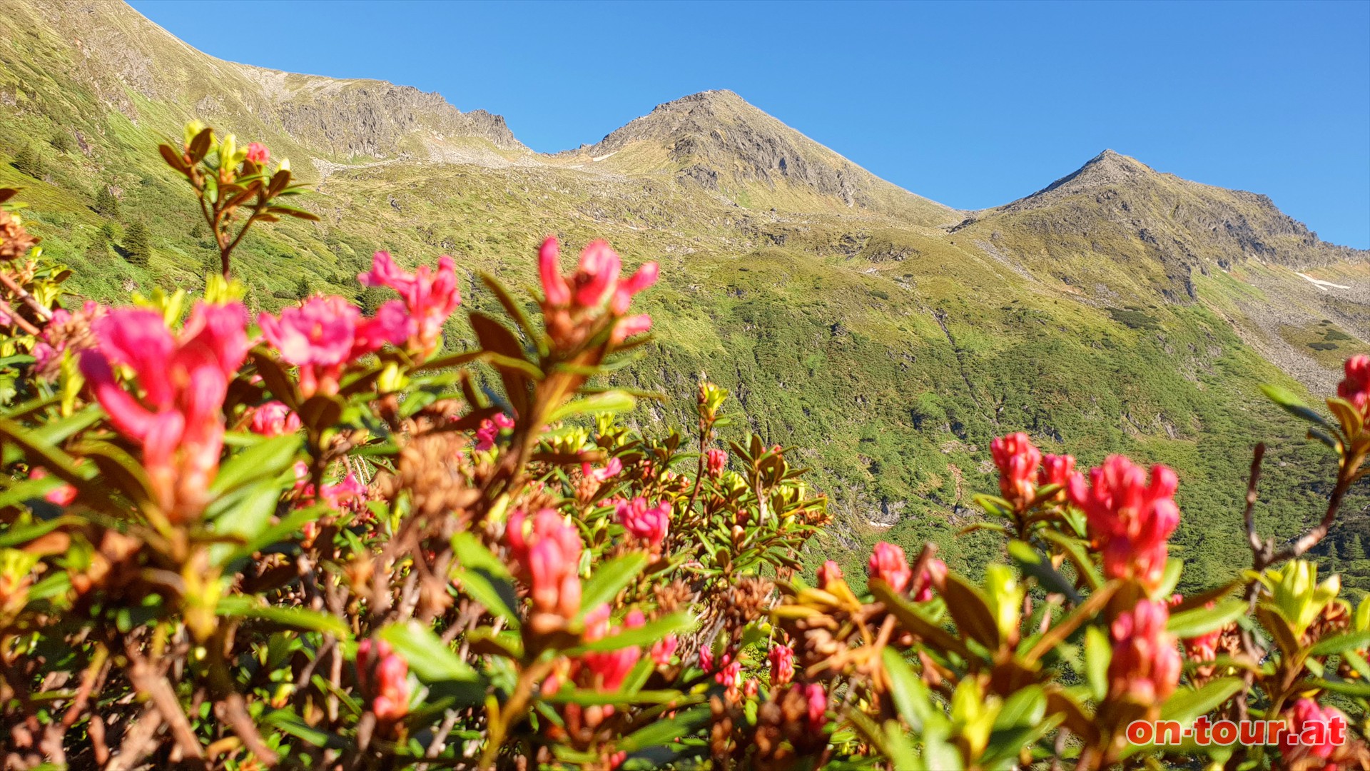 Alpenrose oder Almrausch; im Hintergrund der Hochstubofen.
