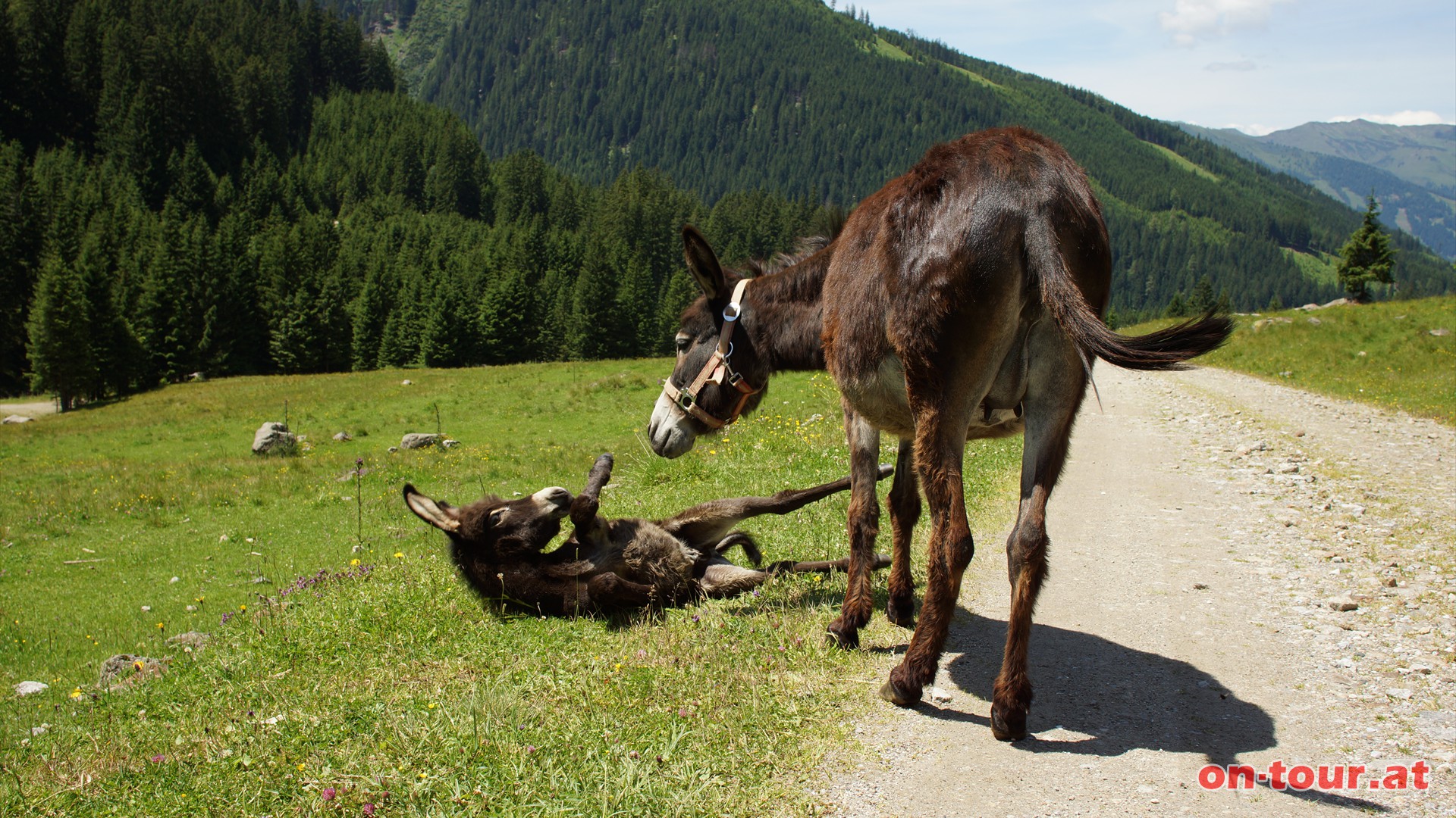 Freundliche Almbewohner.