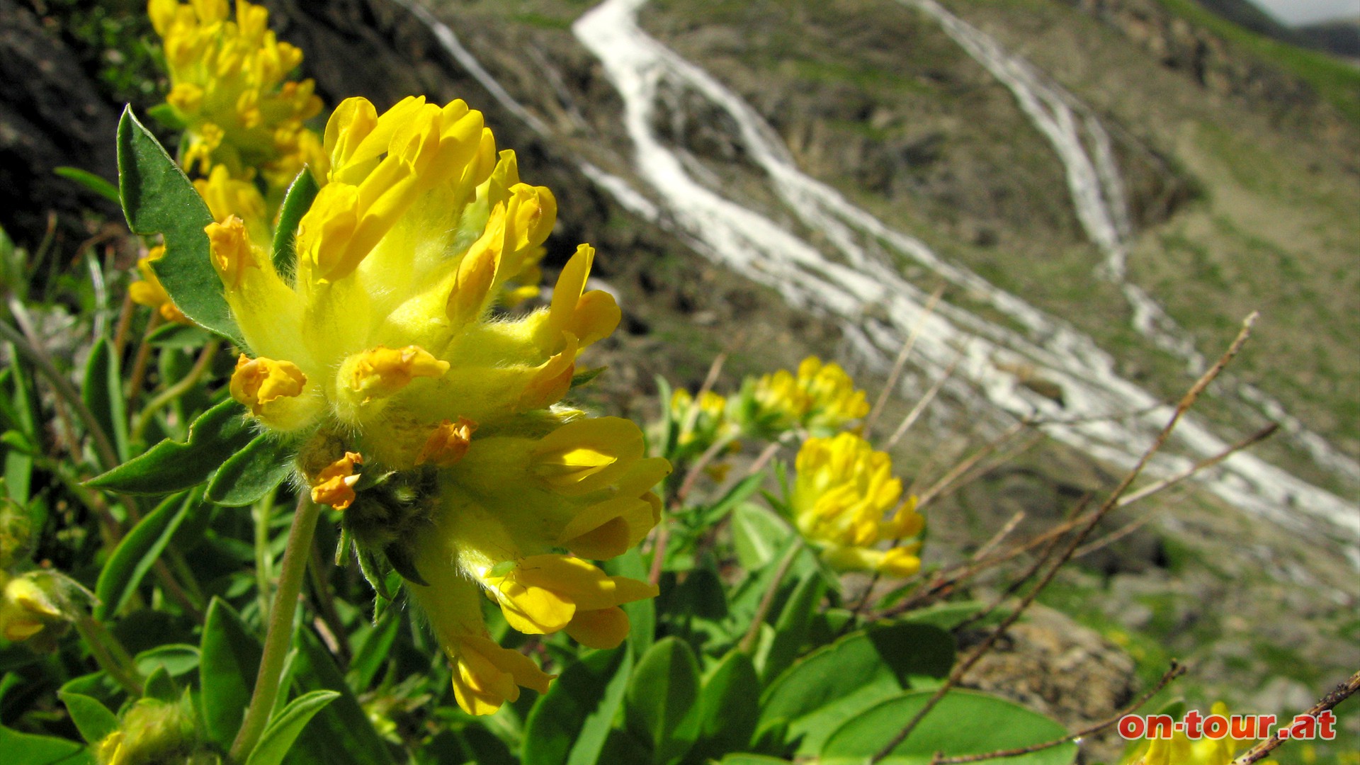 Alpen-Wundklee