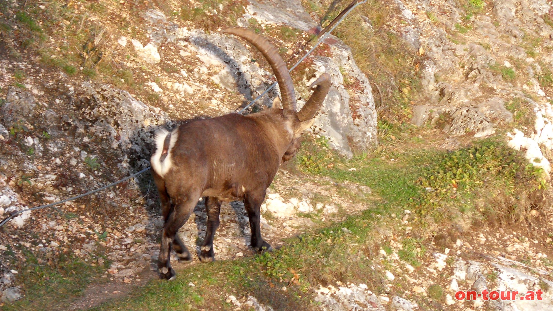 Kurz nach dem Hubertushaus luft uns ein prchtiger Steinbock bern Weg. Auf der Hohen Wand lebt die, wahrscheinlich einzige, freilebende Steinbockkolonie Niedersterreichs.