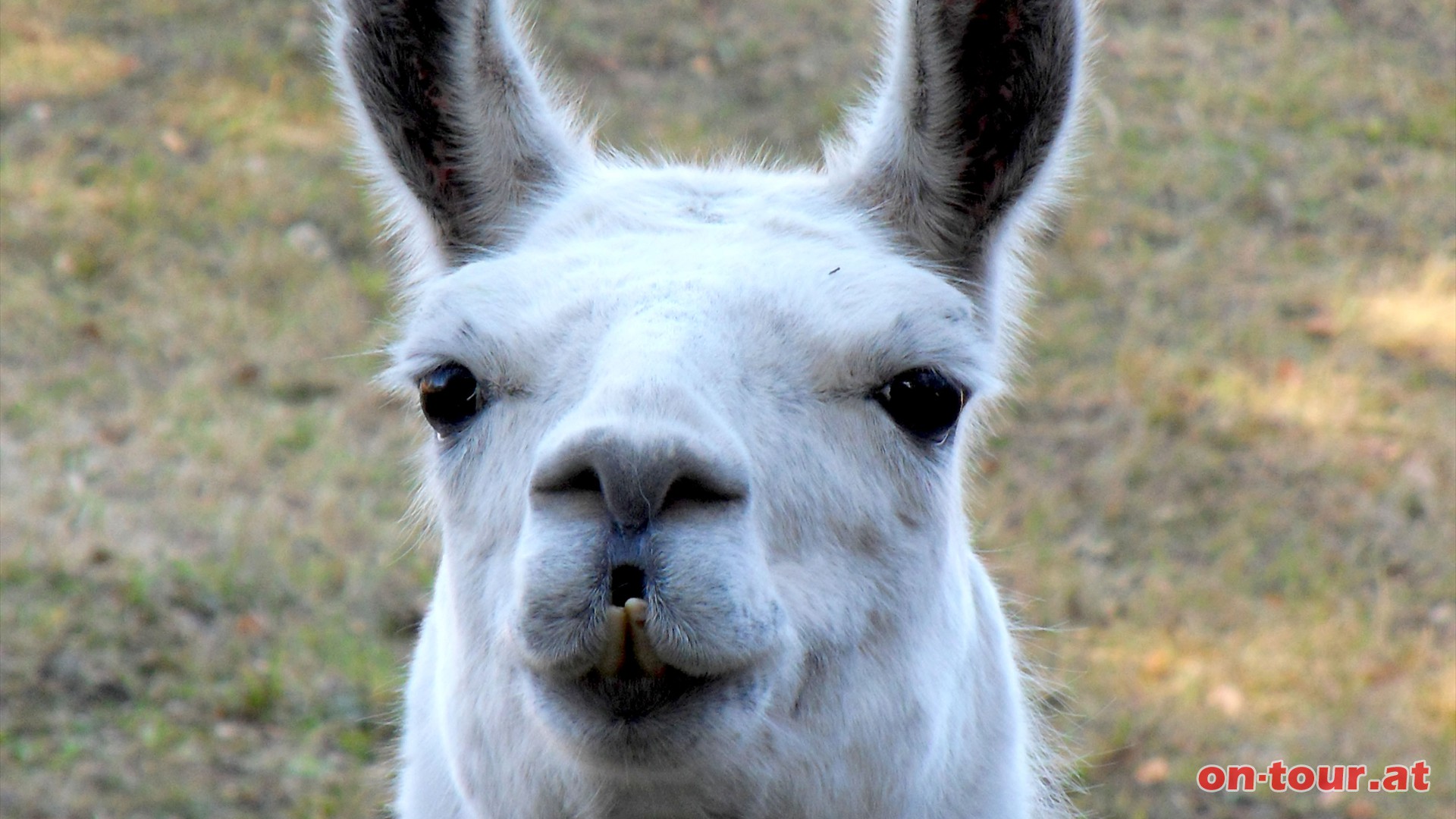 Lama-, Mufflon- und Gemsengehege am Rundwanderweg -Schneebergblick-.