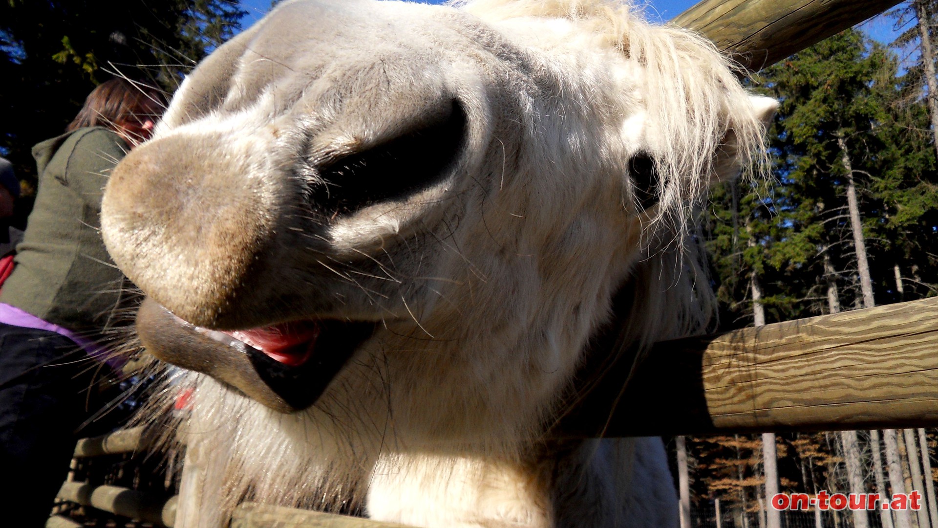 Streichelzoo beim Parkplatz. Ponys, Eseln, Hasen und ...