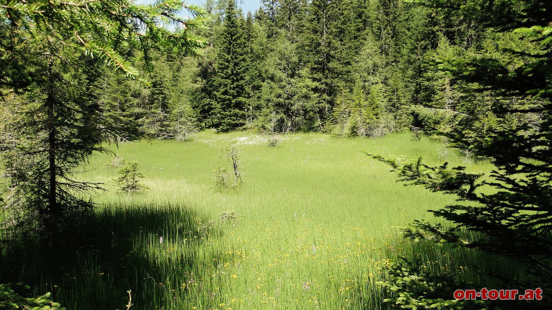 Auf der Forststrae entlang der roten Markierung bis zum Feuchtgebiet kurz vor der Lugtratte.