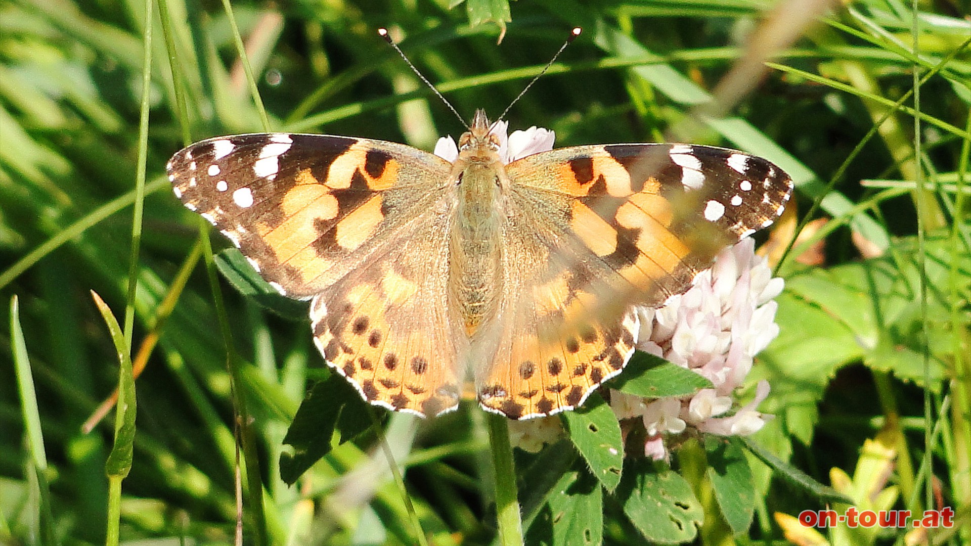 Ein bunter Distelfalter lsst sich nicht stren.
