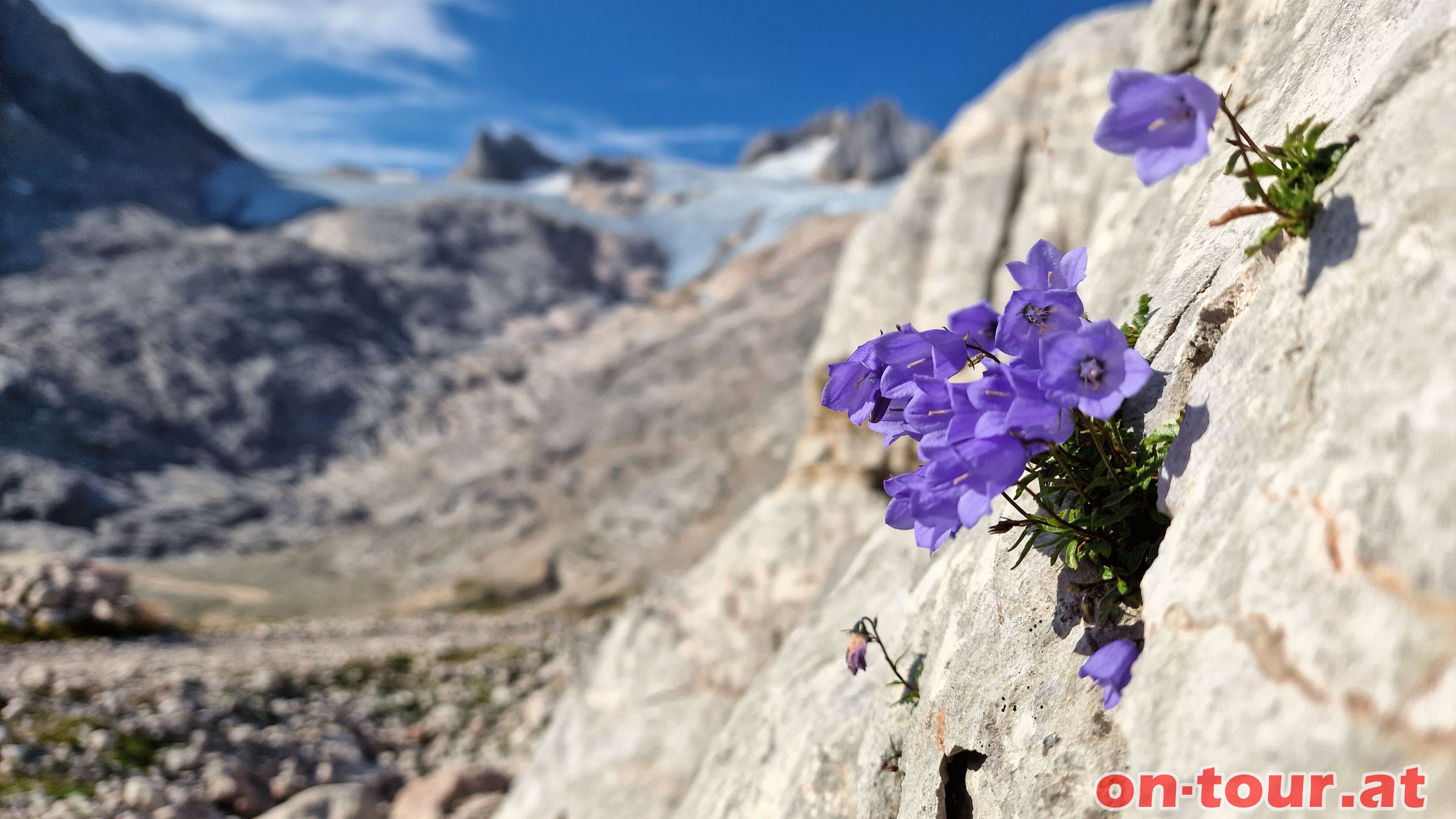 Glockenblumen finden auch in den kleinsten Felsspalten noch berlebensbedingungen.