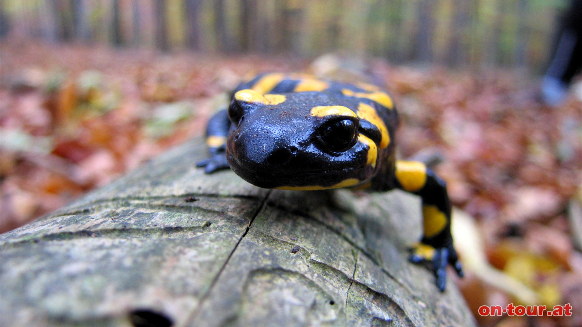 Ein Feuersalamander ist sehr neugierig.