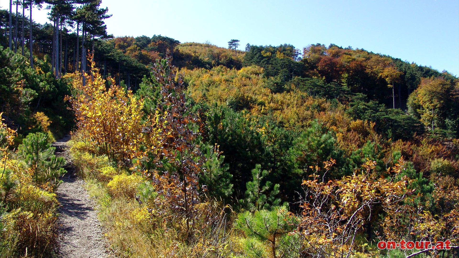 Herrliche Herbstfarben im Kaltenberger Forst.