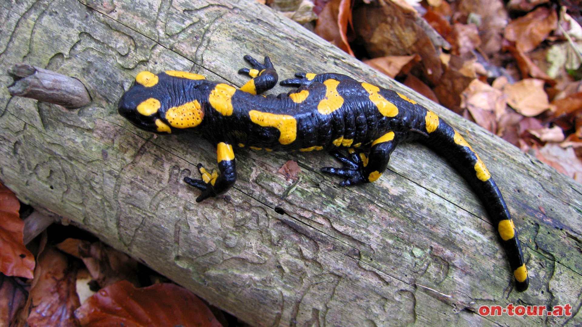 Jedes Tier hat ein individuelles schwarz-gelbes Fleckenmuster.