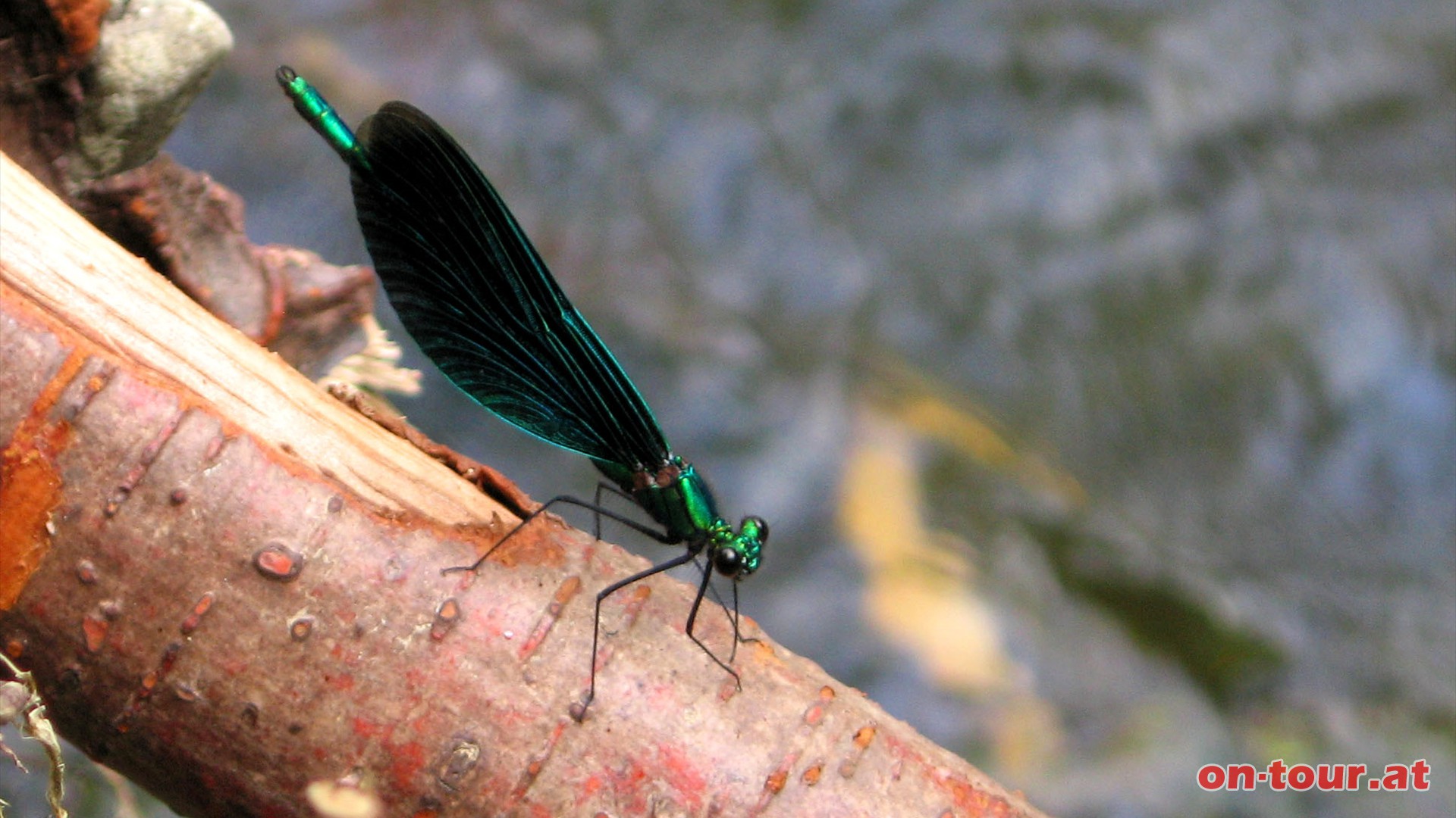 Sauerstoffreiches, sauberes Wasser ist ideal fr die Blauflgel-Prachtlibelle.