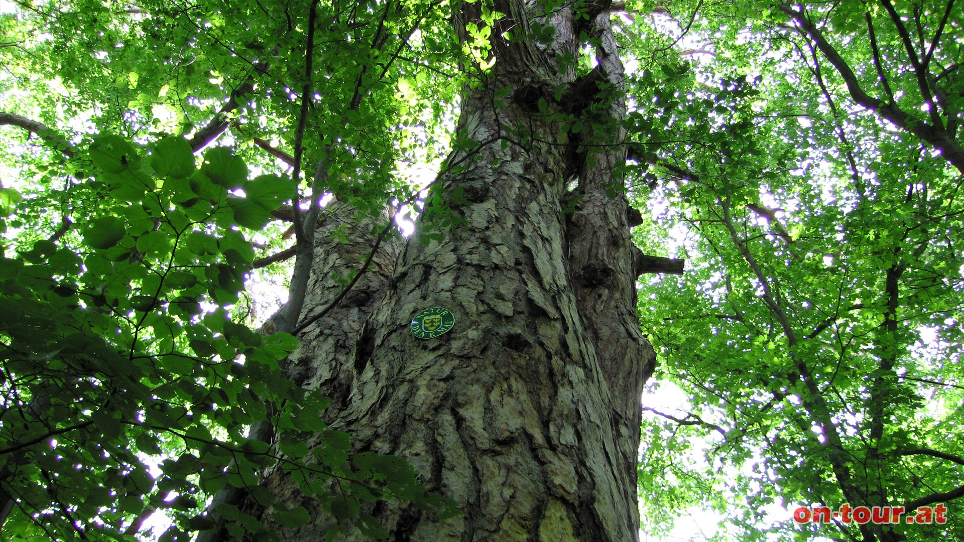 Vorbei am gewaltigen Baum-Naturdenkmal Richtung Baden.