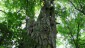 Vorbei am gewaltigen Baum-Naturdenkmal Richtung Baden.