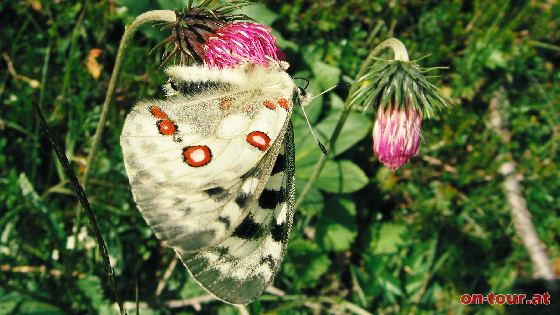 Ein schner Apollo Falter saugt gensslich an einer Distelblume.