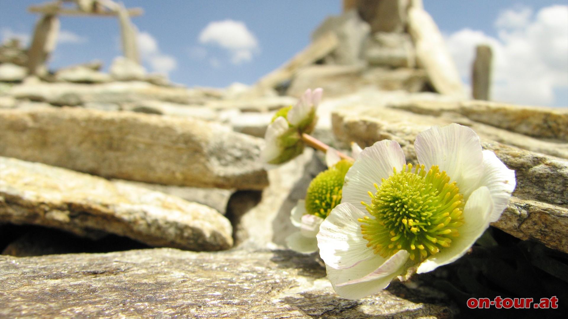 Galerie mit Blumenschmuck; der Gletscher Hahnenfu.