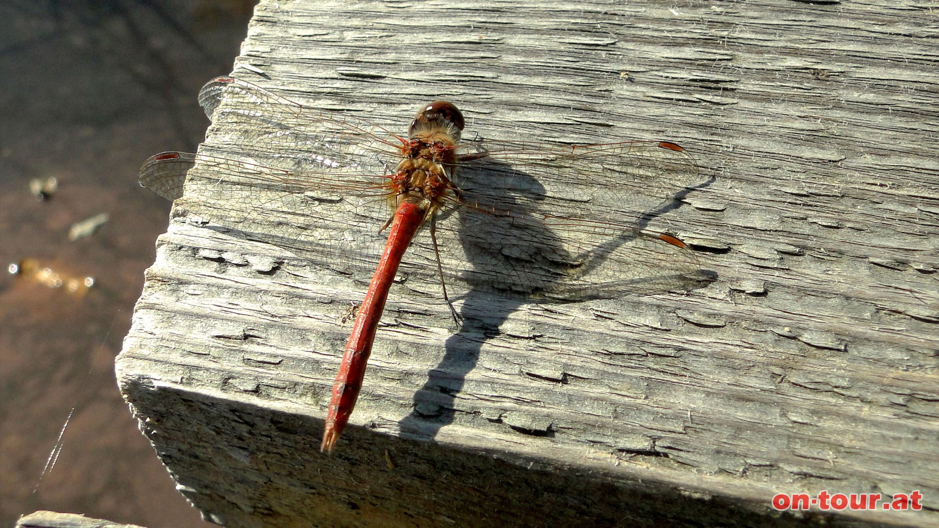 Eine -Gewöhnliche (aber doch interessante) Heidelibelle- auf einer Holzbrücke.