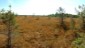 Eine Aussichtsplattform (am kleinen Rundweg) gewhrt einen weiten Blick in die Moorlandschaft.