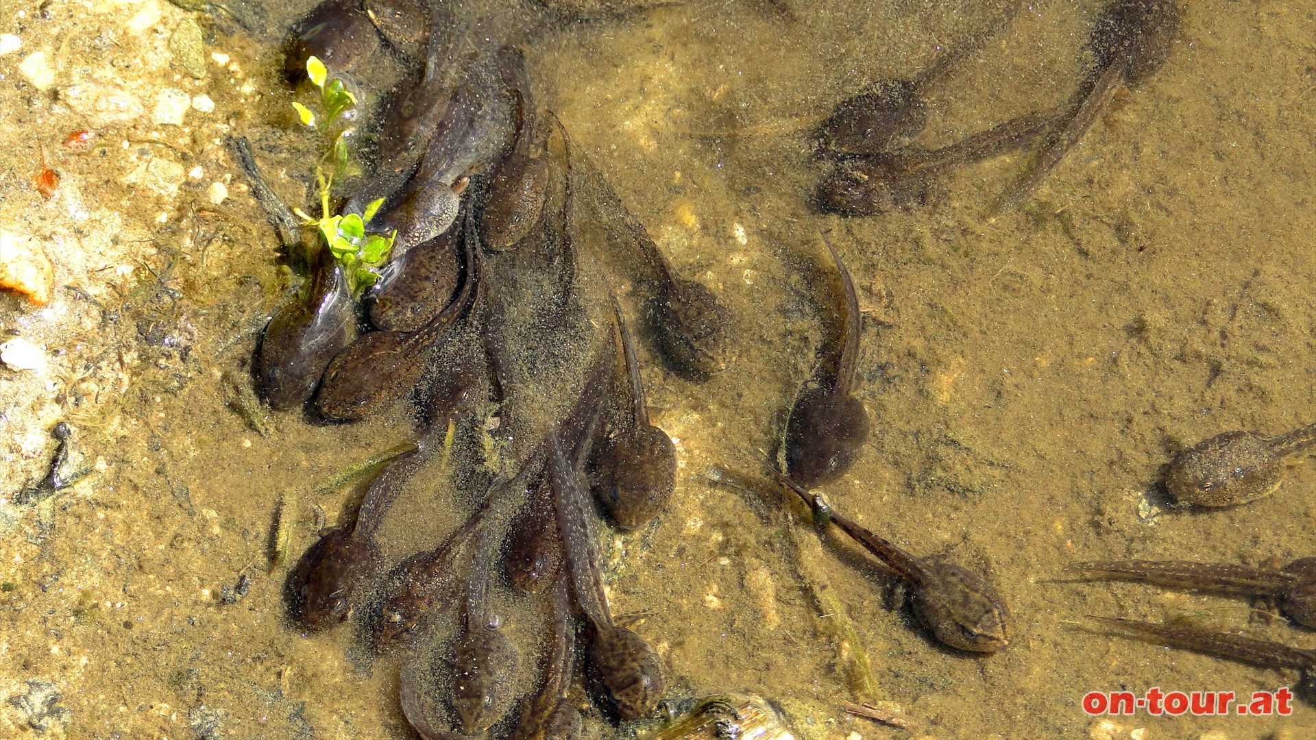 Nicht nur Weitblicke, auch Nahblicke sind sehr spannend. In der Unterwasserwelt des Pfauenauges wimmelt es nur so von Kaulquappen.