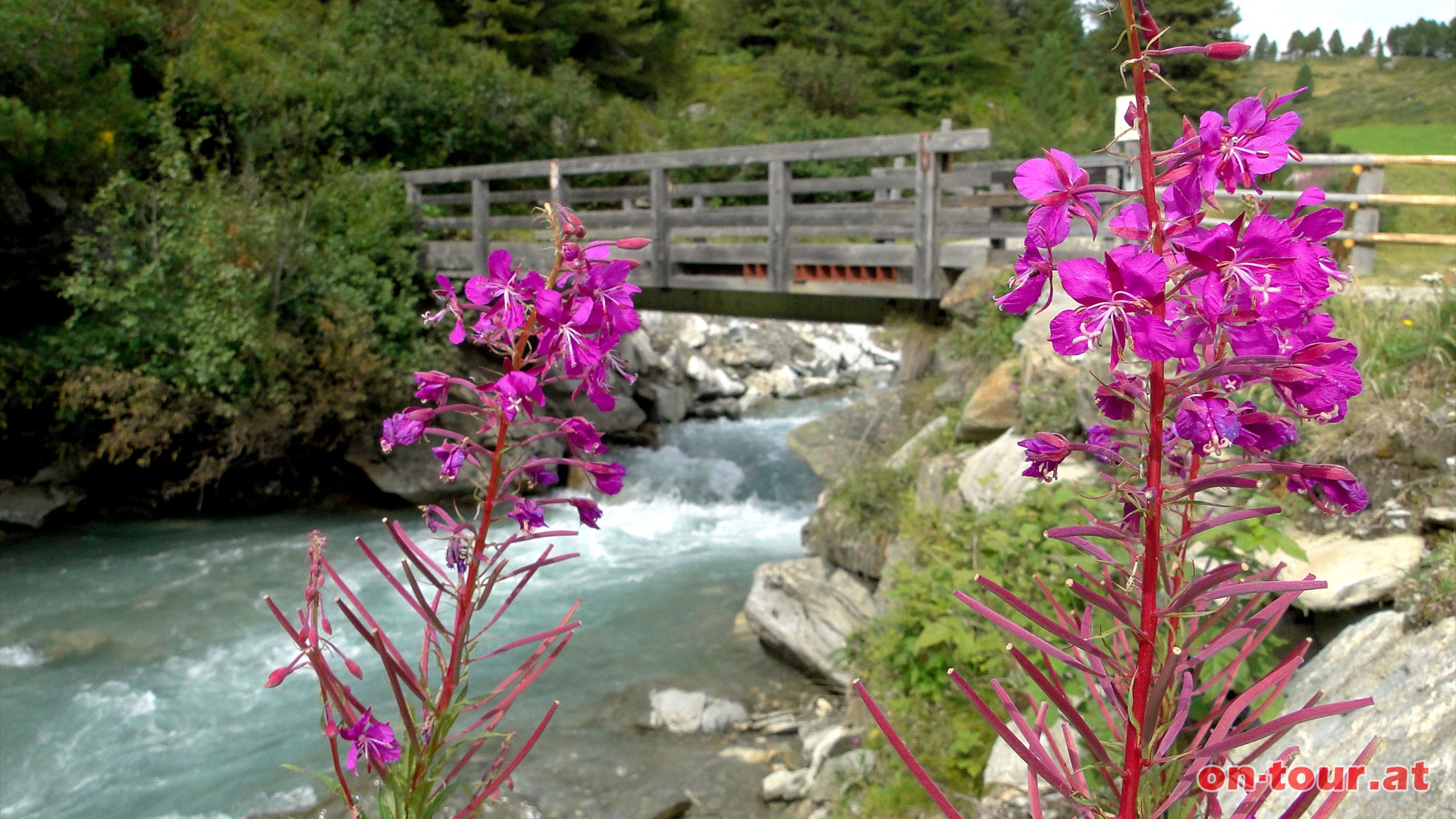 Satte rosa Blten des Weidenrschen vor der Schwarzach-Brcke.