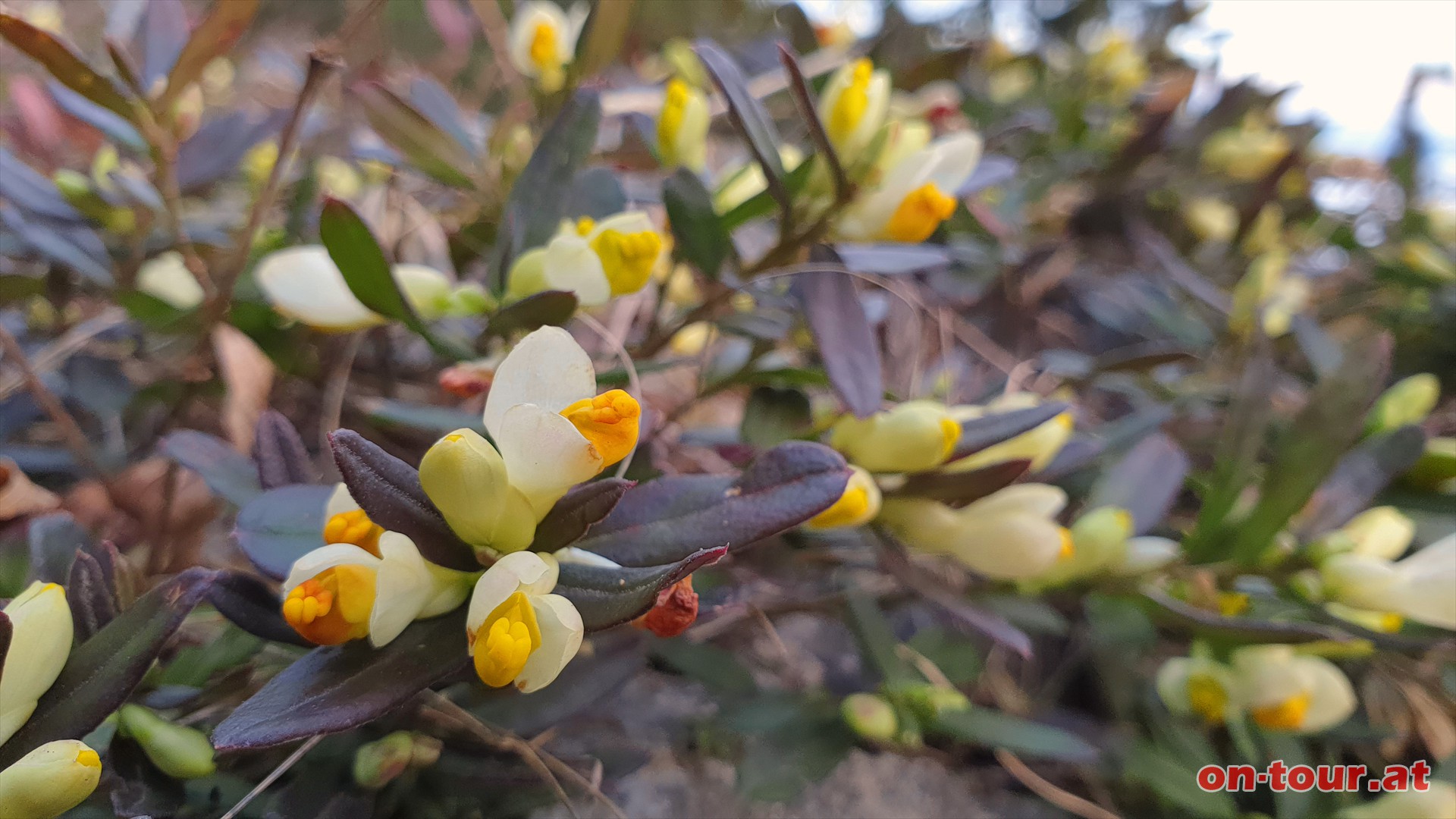 Bltenreicher Wegrnder auch beim Abstieg. Der Zwergbuchs blht normalerweise erst ab Mrz.