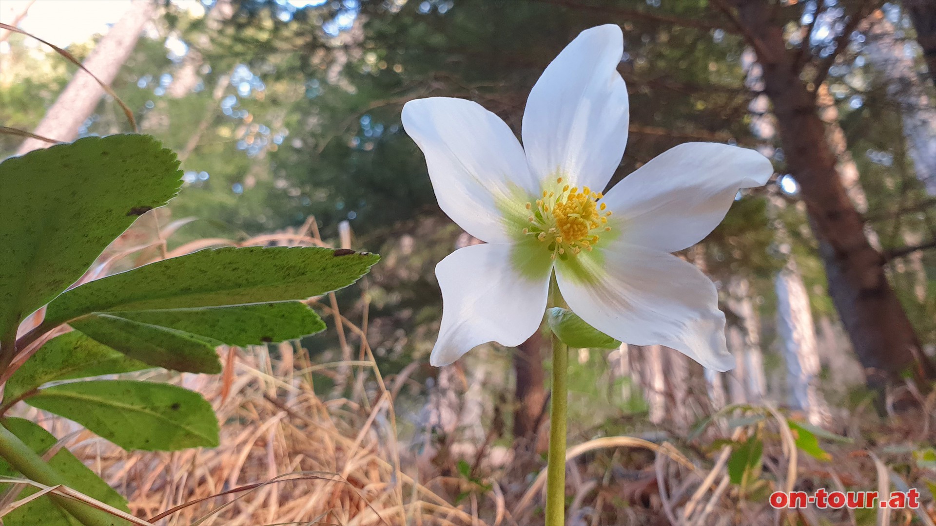 Schneerosen im Hochwinter am Gsohlhirnsteig.
