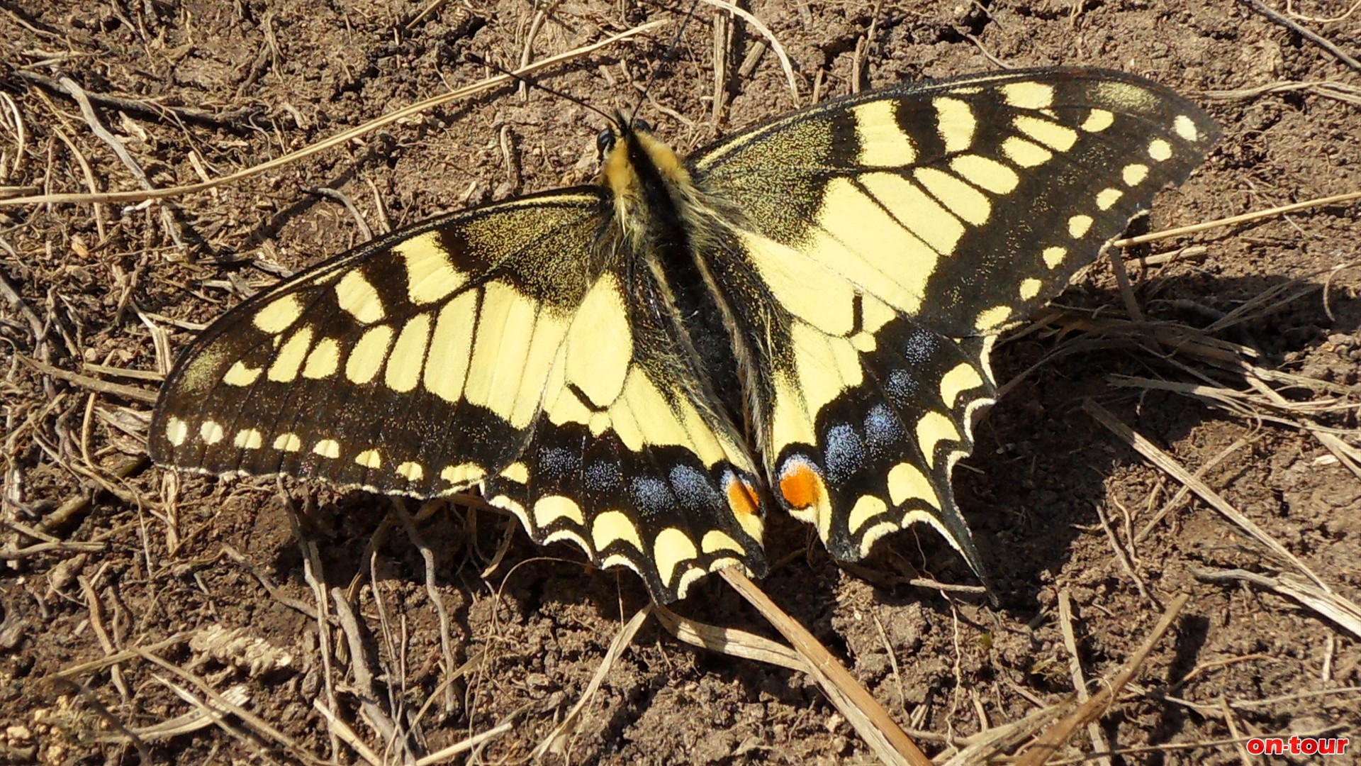 Ein farbenprächtiger Schwalbenschwanz-Schmetterling sonnt sich am Weg.