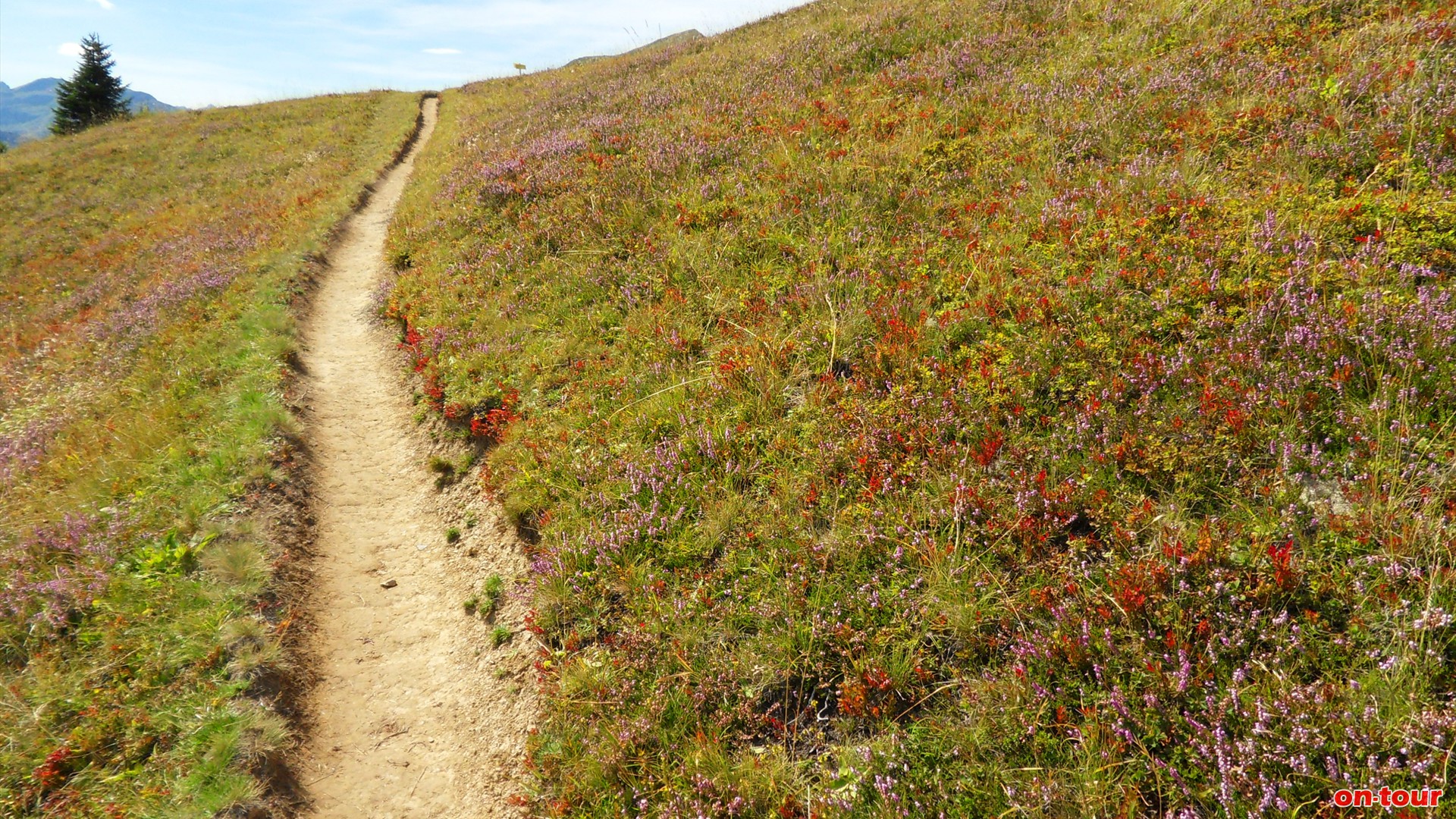 ber den Alpenrosensteig zurck zur Bergstation (ca. 2 Std.).