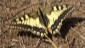 Ein farbenprächtiger Schwalbenschwanz-Schmetterling sonnt sich am Weg.