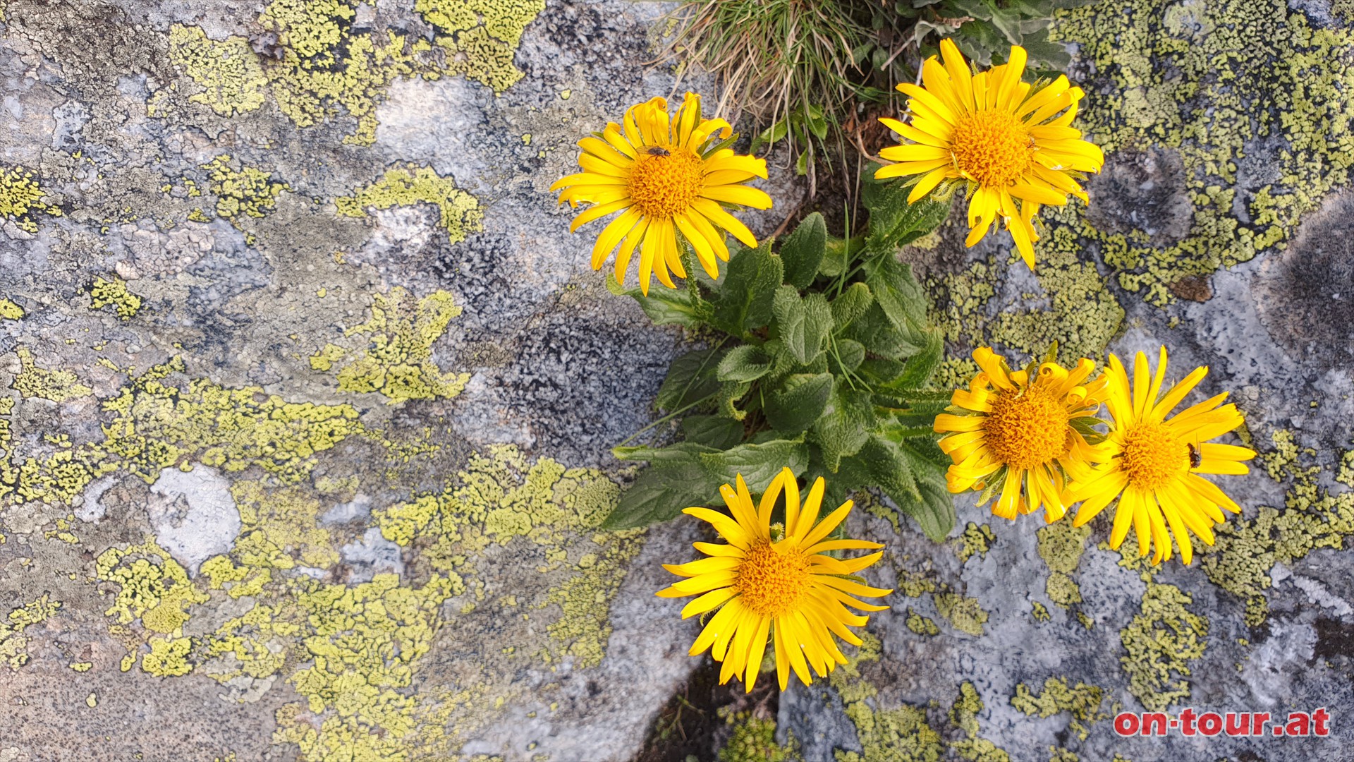 Gemswurz mit Flechten.