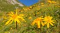 Nach der Hütte kann man Arnikawiesen bestaunen. Die Arnika ist eine wichtige Heilpflanze.