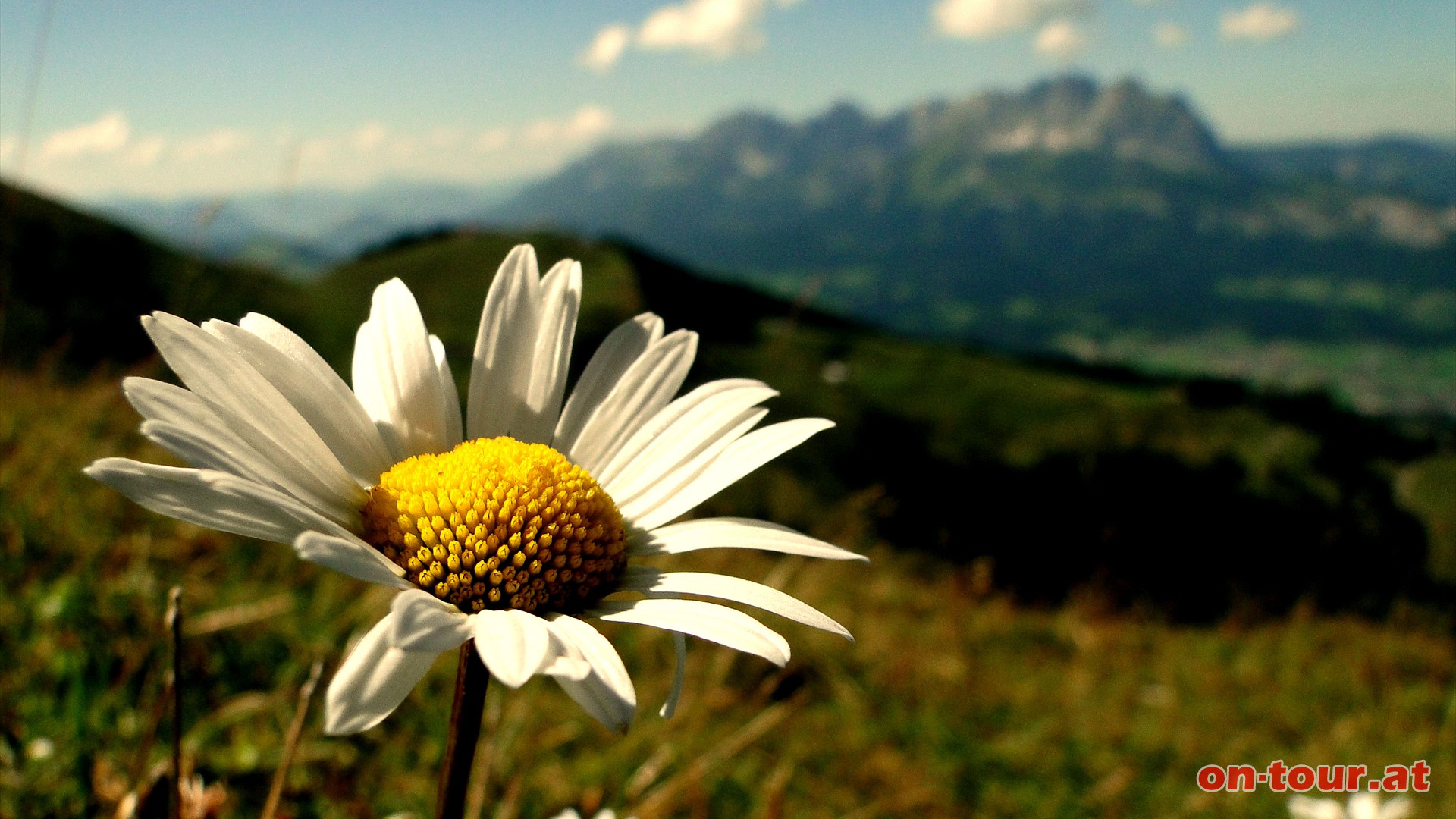 Eine Wiesen-Margerite vor dem Hintergrund des Wilden Kaisers.