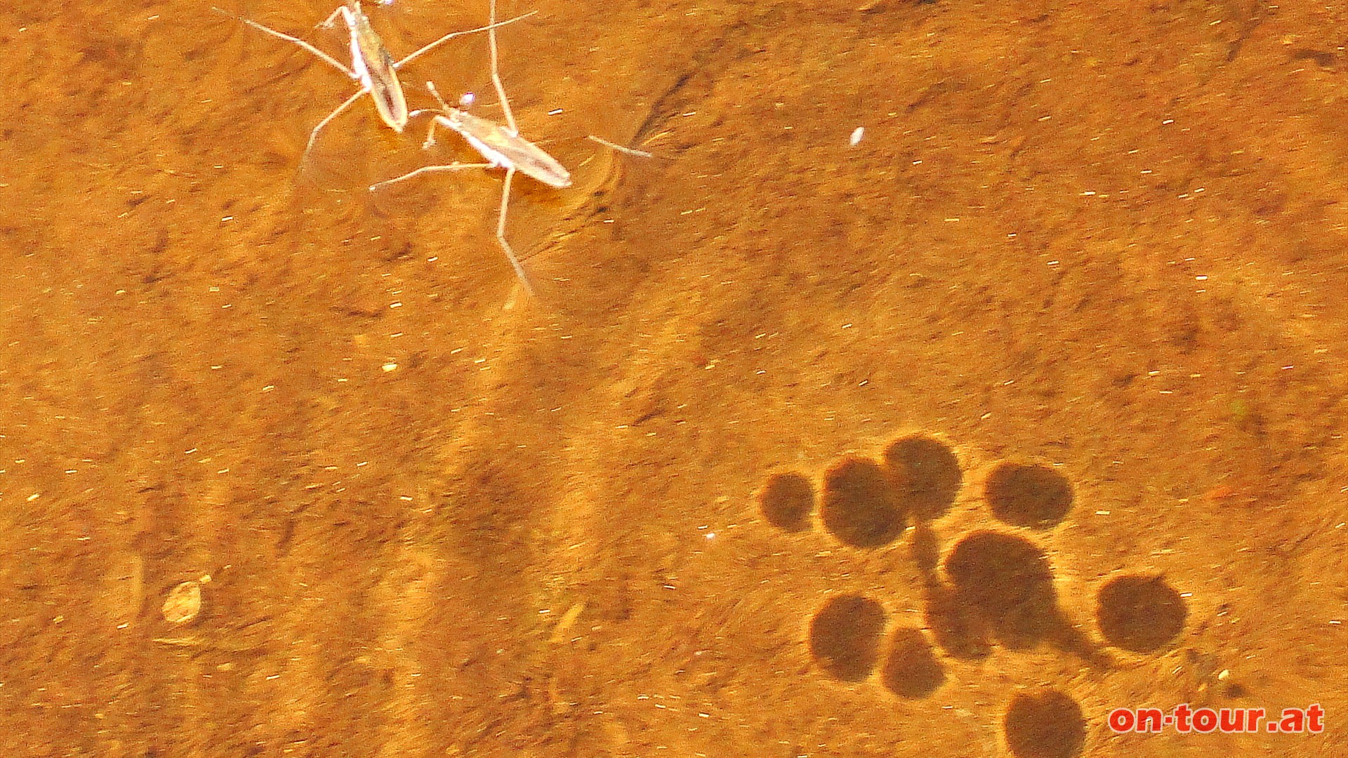  Nein, nur der Schatten von Wasserlufern am Grund des Sees. 