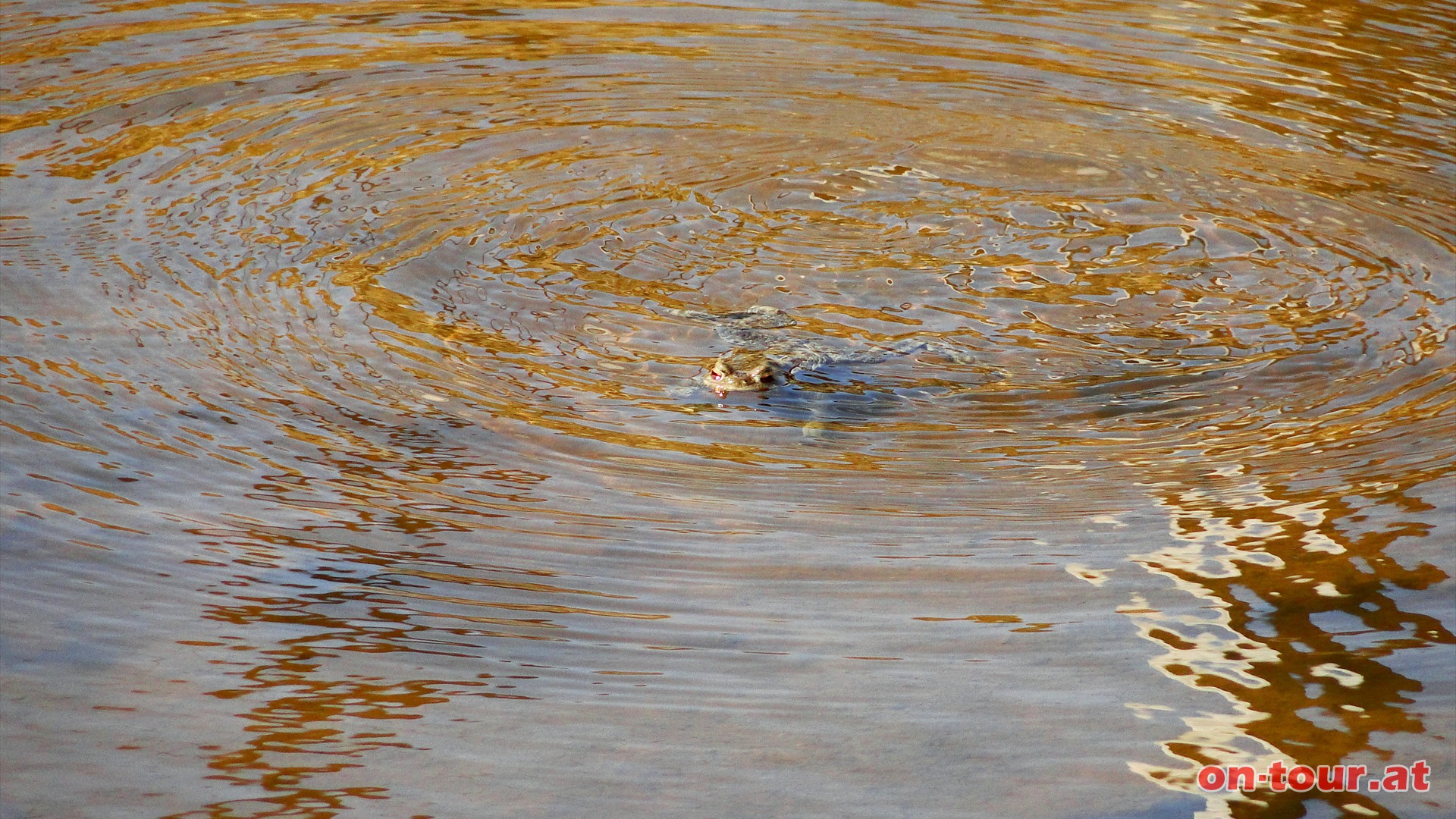 Da schwimmt doch was.