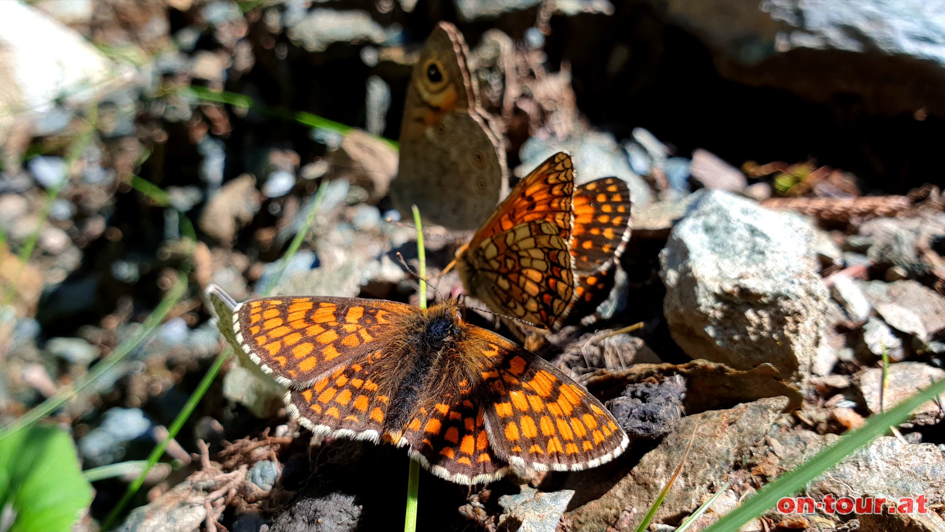 Am Weg Wachtelweizen-Scheckenfalter und ein Bluling.