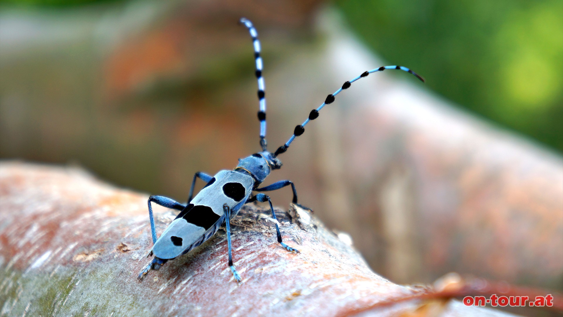 .... der seltene und ausnahmslos prchtige Alpenbock. Der fast adelige und blaubltige Monarch unter den Kfern hat sich bis zum Wienerwald vorgewagt.