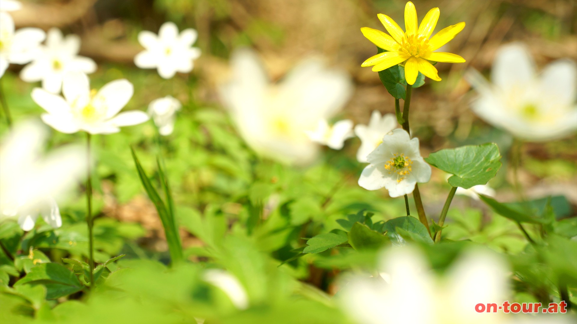 Parallel zur Strae fhrt der Wanderweg, mit herrlichen Waldblumen, leicht bergauf Richtung Hhnerkogel.