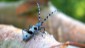 .... der seltene und ausnahmslos prächtige Alpenbock. Der fast adelige und blaublütige Monarch unter den Käfern hat sich bis zum Wienerwald vorgewagt.