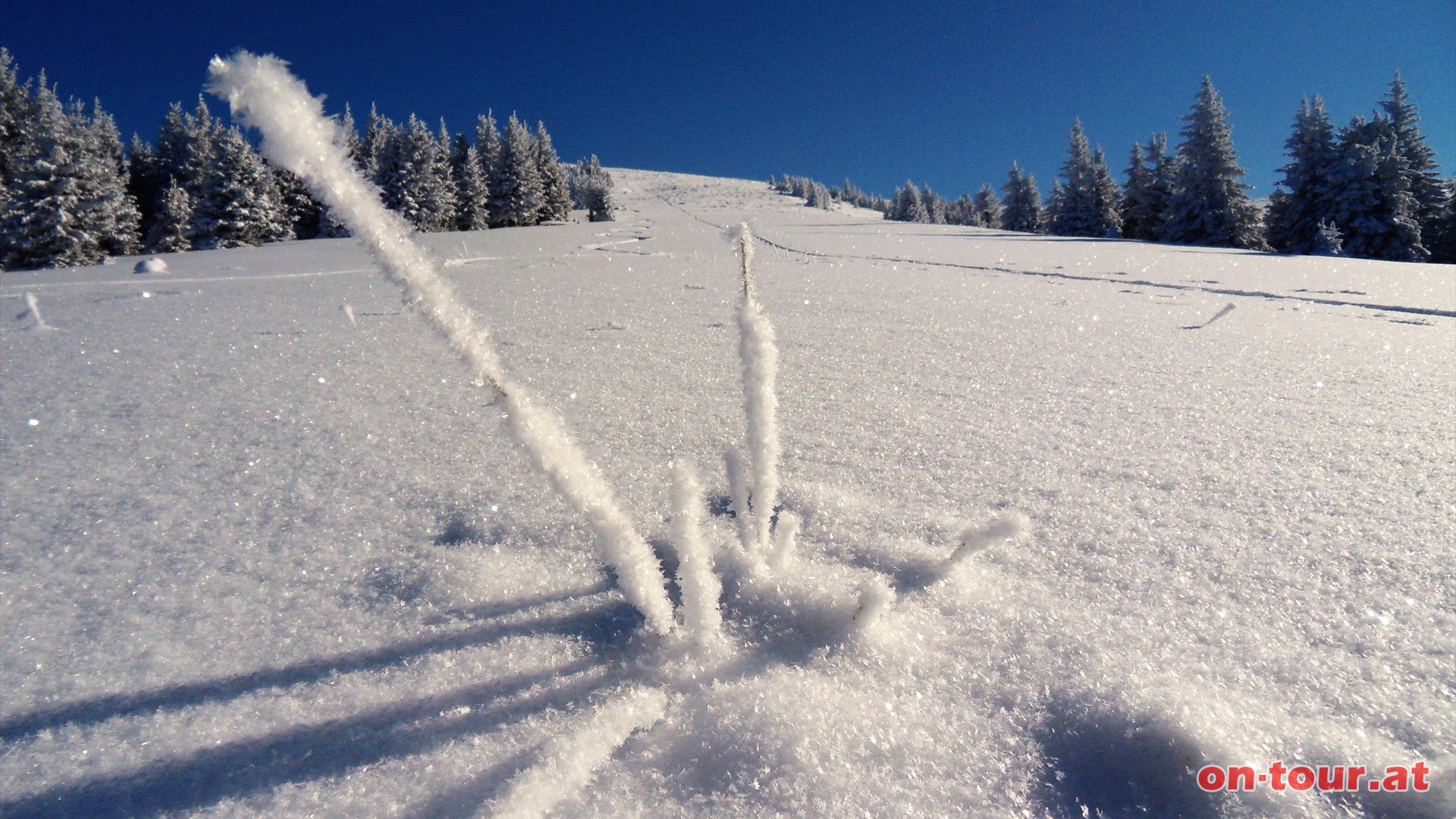 Feine, grazile Schneekristalle klammern sich um hervorstehende Grser.