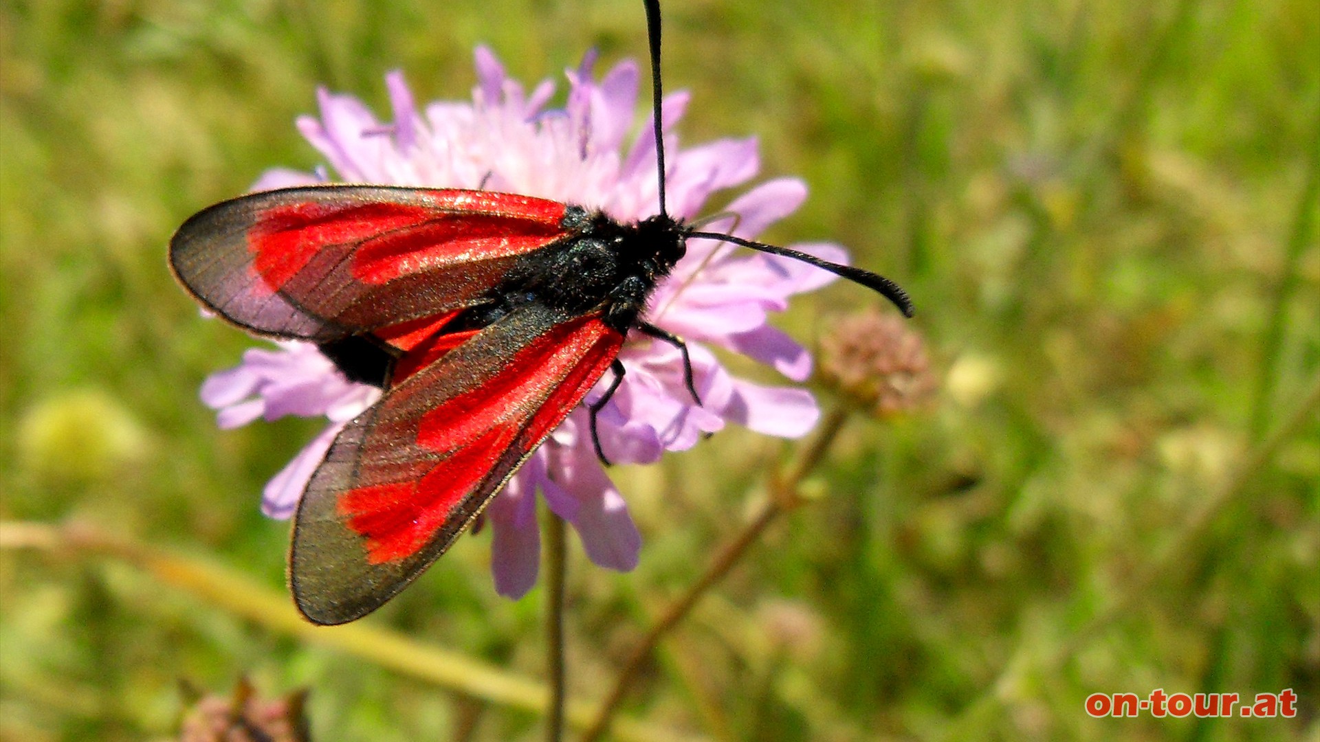 Ein Thymianwidderchen labt sich an einer Acker-Witwenblume.