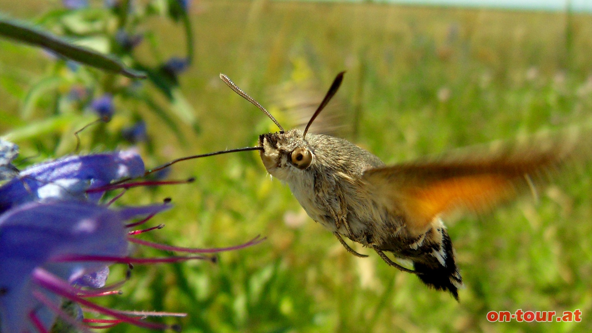 Unbeweglich, fast wie ein Kolibri, steht der Schwrmer in der Luft und saugt den feinen Nektar.