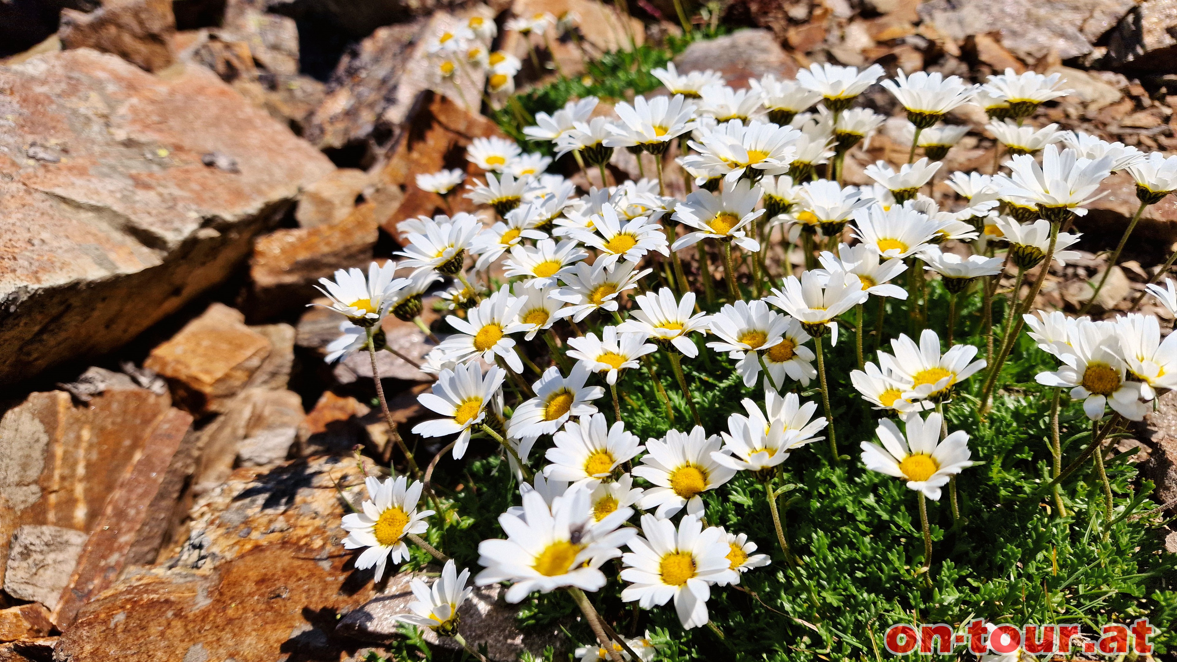 Alpen-Wucherblume auf ber 3.000m.